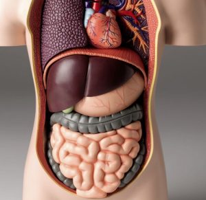 اعضای بدن انسان به انگلیسی